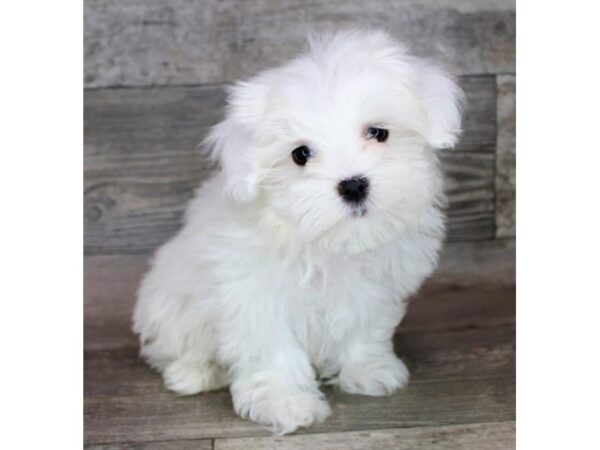 Maltese Dog Male White 26250 Petland Las Vegas, Nevada