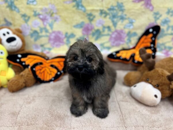 Havanese-Dog-Female-Fawn Sable-26245-Petland Las Vegas, Nevada