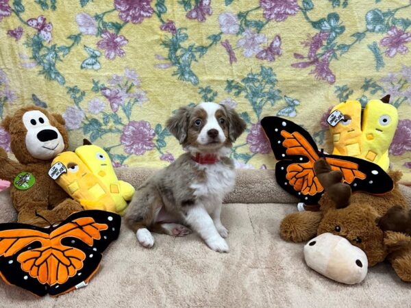 Miniature Australian Shepherd Dog Female Red Merle 26237 Petland Las Vegas, Nevada