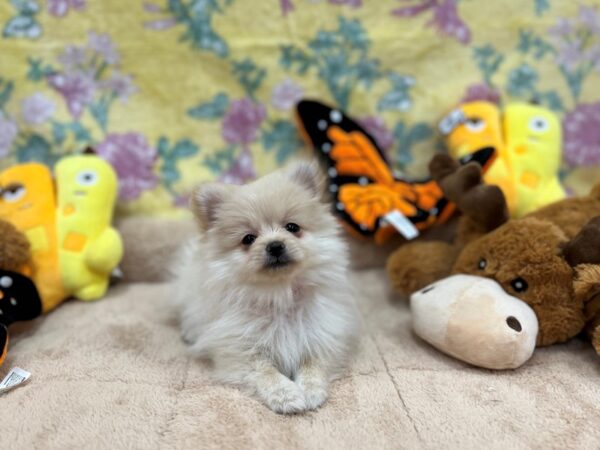 Pomeranian Dog Female Cream 26239 Petland Las Vegas, Nevada