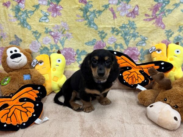 Dachshund Dog Male Black and Tan 26243 Petland Las Vegas, Nevada