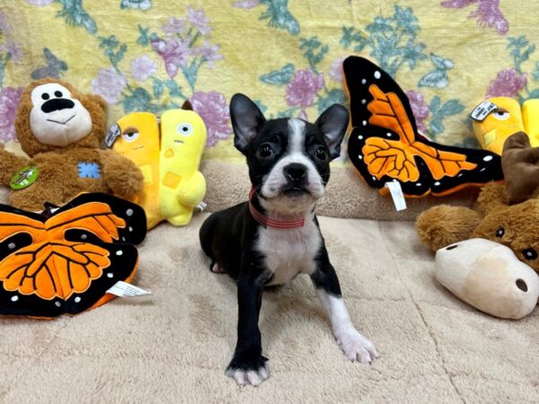 [#26240] Black and White Female Boston Terrier Puppies For Sale