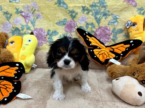 [#26242] Black and White Female Cavalier King Charles Spaniel Puppies For Sale
