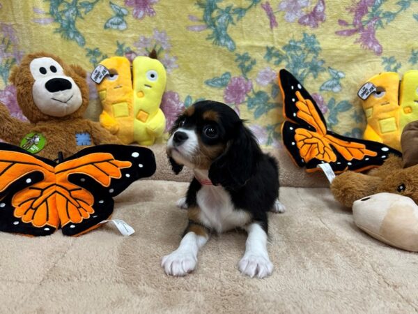 Cavalier King Charles Spaniel Dog Female Black / Tan 26249 Petland Las Vegas, Nevada