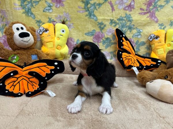 [#26249] Black / Tan Female Cavalier King Charles Spaniel Puppies For Sale