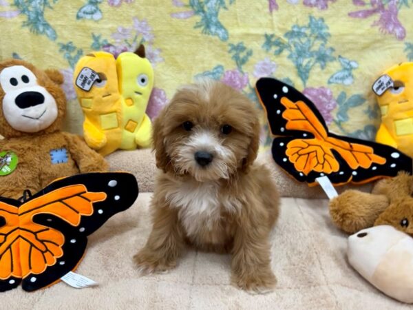 Cocker Spaniel/Poodle-Dog-Female-Red-26253-Petland Las Vegas, Nevada