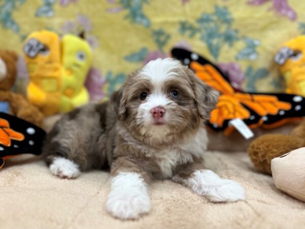 Miniature Australian Shepherd/Poodle Dog Female Chocolate Merle 26248 Petland Las Vegas, Nevada