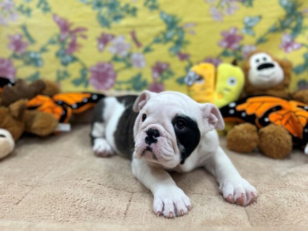 English Bulldog Dog Female Blue Merle 26241 Petland Las Vegas, Nevada