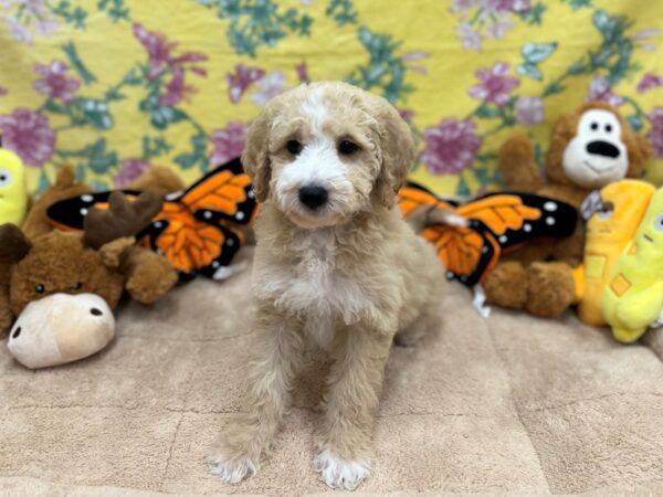 [#26236] Cream Male F1B Mini Goldendoodle Puppies For Sale
