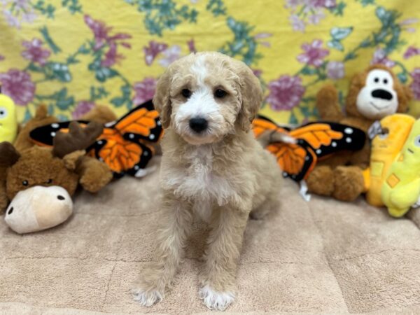 F1B Mini Goldendoodle Dog Male Cream 26236 Petland Las Vegas, Nevada