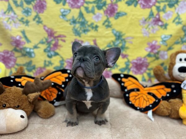 French Bulldog-Dog-Male-Blue-26195-Petland Las Vegas, Nevada