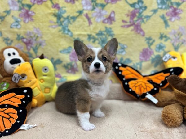 Pembroke Welsh Corgi-Dog-Female-Red & White-26256-Petland Las Vegas, Nevada