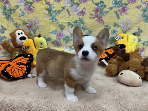 Pembroke Welsh Corgi Dog Male Red & White 26255 Petland Las Vegas, Nevada