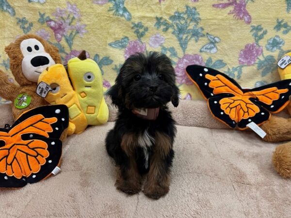 Maltese/Yorkshire Terrier Dog Female Black / Tan 26254 Petland Las Vegas, Nevada