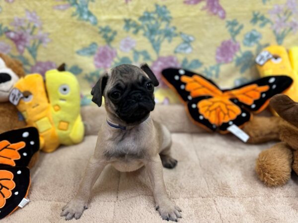 [#26251] Fawn Male Pug Puppies For Sale