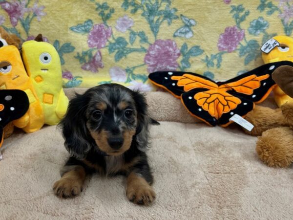 Dachshund Dog Male Black / Tan 26246 Petland Las Vegas, Nevada