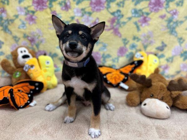 Shiba Inu-Dog-Male-Black and Tan-26238-Petland Las Vegas, Nevada