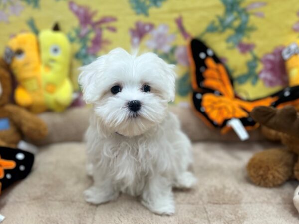 [#26250] White Male Maltese Puppies For Sale