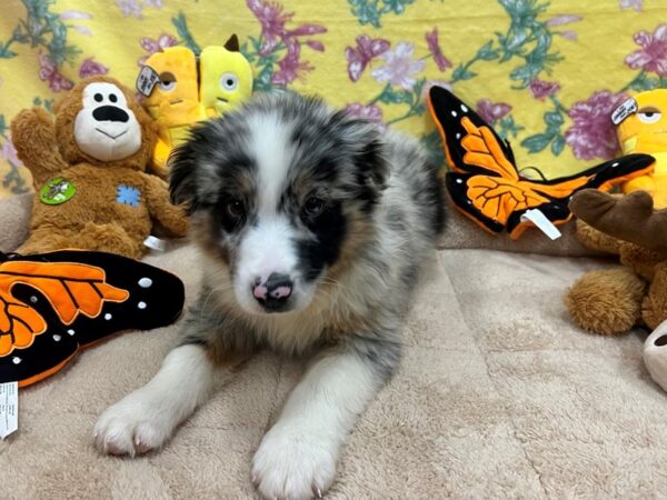 [#26244] Blue Merle White and Tan Male Australian Shepherd Puppies For Sale