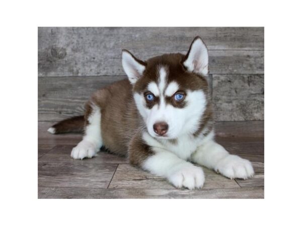 [#26334] Red / White Female Siberian Husky Puppies For Sale