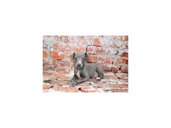 [#26261] Blue Male Italian Greyhound Puppies For Sale