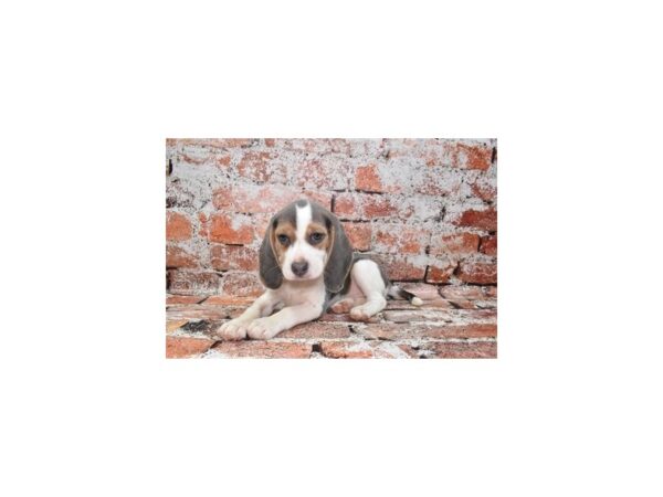 Beagle Dog Female Blue Tan and White 26268 Petland Las Vegas, Nevada