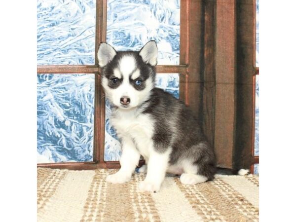 Alaskan Klee Kai Dog Female Black / White 26271 Petland Las Vegas, Nevada