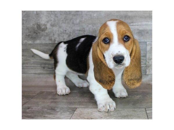 Basset Hound-Dog-Female-Black Tan / White-26279-Petland Las Vegas, Nevada