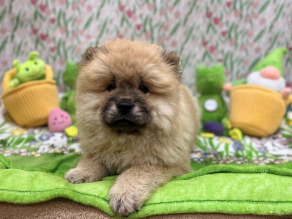 [#26266] Cinnamon Female Chow Chow Puppies For Sale