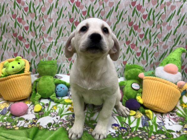 Labrador Retriever-Dog-Female-Yellow-26263-Petland Las Vegas, Nevada