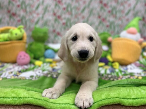 English Cream Golden Retriever Dog Female Cream 26284 Petland Las Vegas, Nevada