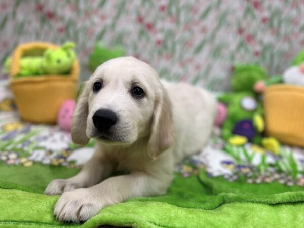 English Cream Golden Retriever Dog Male Cream 26282 Petland Las Vegas, Nevada