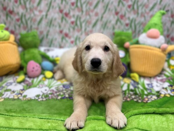 English Cream Golden Retriever Dog Male Cream 26283 Petland Las Vegas, Nevada