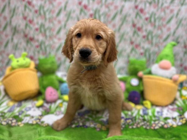 Golden Retriever Dog Male Golden 26285 Petland Las Vegas, Nevada