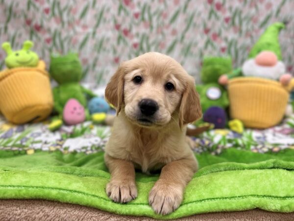 Golden Retriever Dog Female Golden 26286 Petland Las Vegas, Nevada