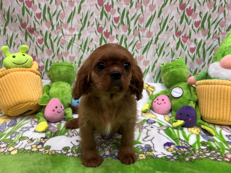 Cavalier King Charles Spaniel - 26280 Image #1