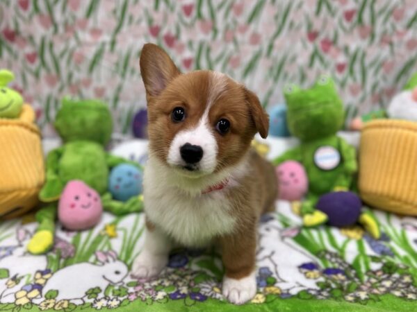 Pembroke Welsh Corgi Dog Female Sable / White 26275 Petland Las Vegas, Nevada