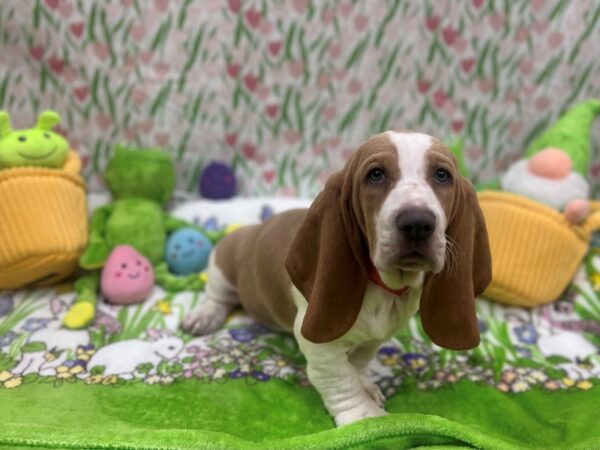 Basset Hound-Dog-Female-Lemon and White-26258-Petland Las Vegas, Nevada