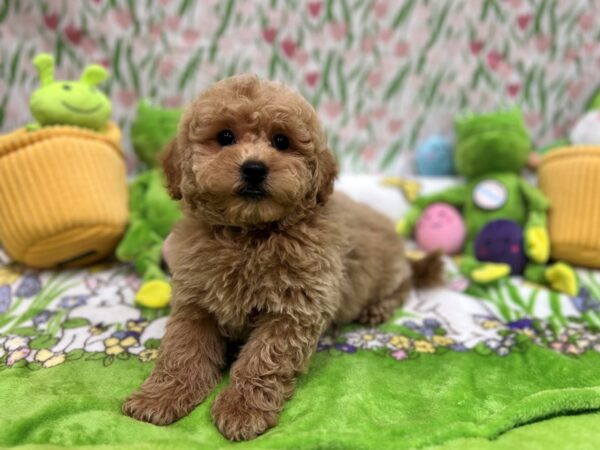 [#26259] Apricot Male F1B Mini Goldendoodle Puppies For Sale