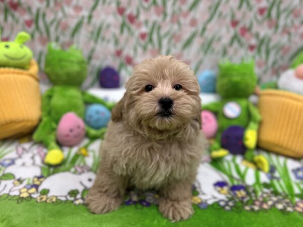 [#26260] Golden Male F1B Mini Goldendoodle Puppies For Sale