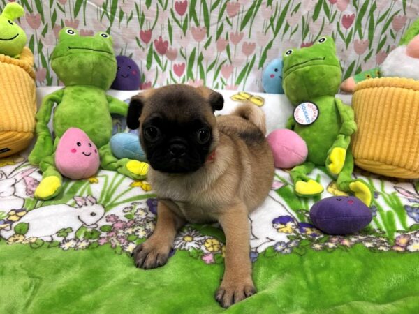 [#26264] Fawn Female Pug Puppies For Sale