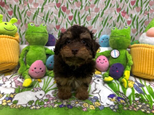 [#26257] Chocolate and Tan Female F1B Mini Aussidoodle Puppies For Sale