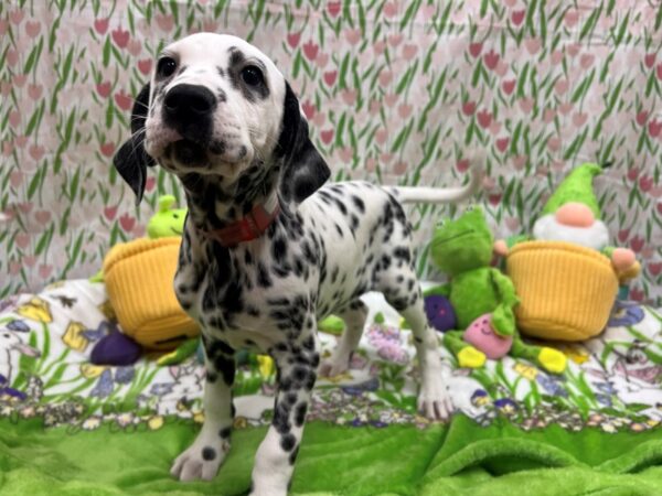 Dalmatian Dog Female White and Black 26265 Petland Las Vegas, Nevada