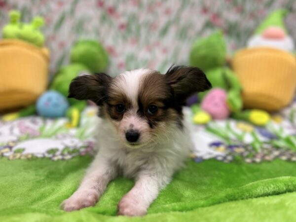 [#26274] Sable / White Male Papillon Puppies For Sale
