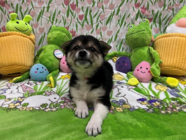 [#26276] Black / Tan Female Shiba Inu Puppies For Sale
