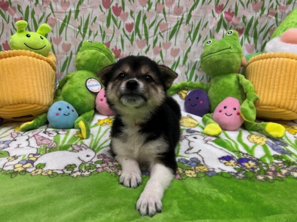 Shiba Inu Dog Female Black / Tan 26276 Petland Las Vegas, Nevada