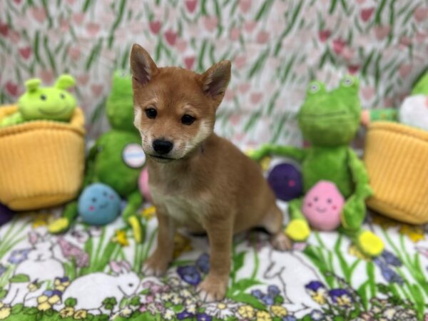 Shiba Inu Dog Male Red Sesame 26277 Petland Las Vegas, Nevada