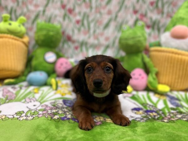 Dachshund Dog Female Red 26267 Petland Las Vegas, Nevada