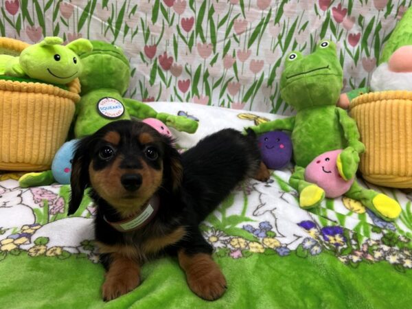 Dachshund Dog Female Black / Tan 26270 Petland Las Vegas, Nevada