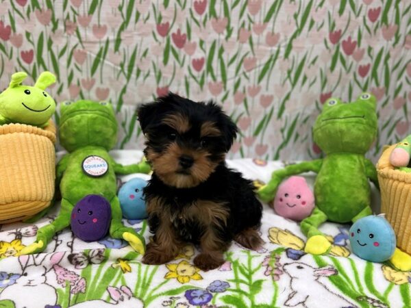 Maltese/Yorkshire Terrier Dog Female Black / Tan 26281 Petland Las Vegas, Nevada